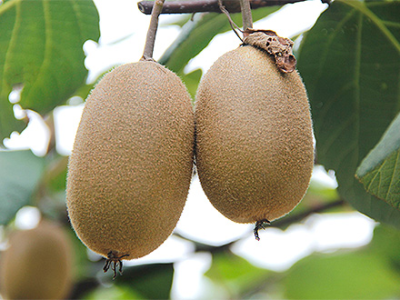 开云电竞在线基地展示一